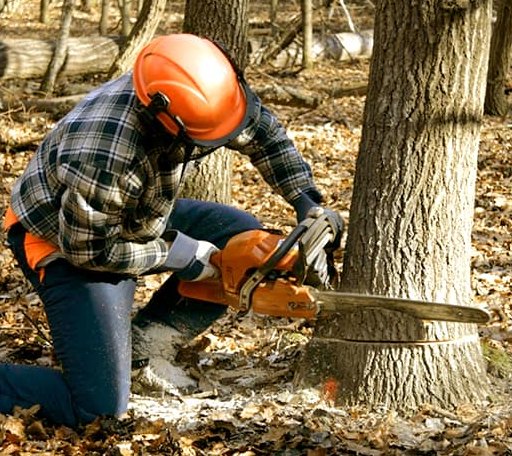 Tree Removal in Eden, SD